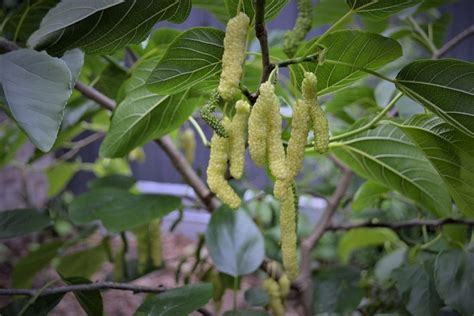 buy white shahtoot mulberry|shahtoot mulberry tree for sale.